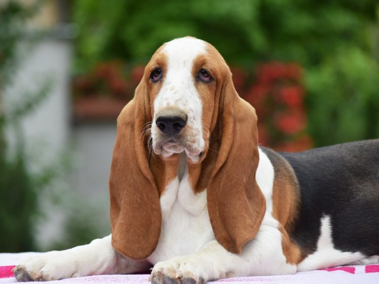 Собаки с большими (длинными) ушами — обзор пород с фото и названиями