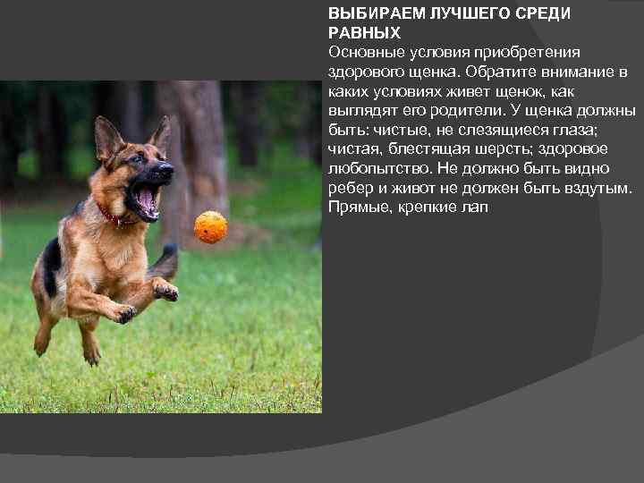 ᐉ как проверить щенка при покупке? - zoomanji.ru
