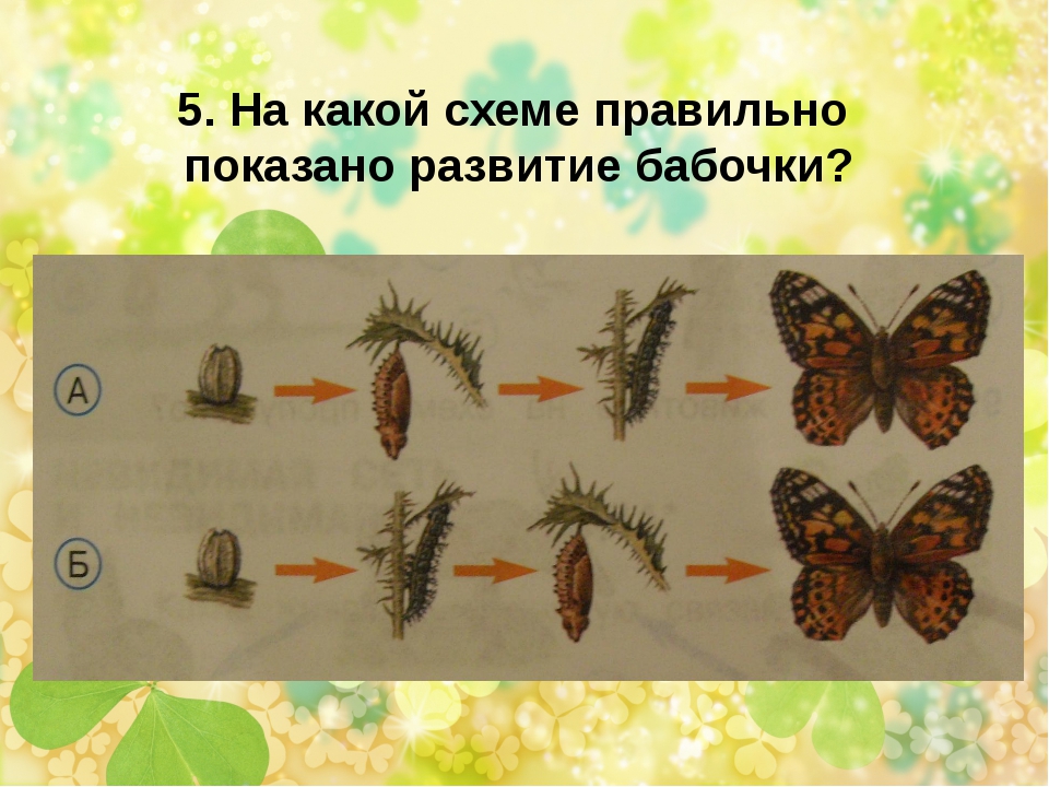 Развитие бабочки схема. Этапы развития бабочки 3 класс. Стадии развития бабочки. Стадии размножения бабочек. Цикл развития бабочки.