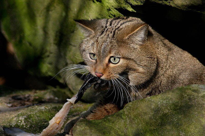 Европейский дикий лесной кот: описание характера и внешности степной кошки, фото дальневосточного питомца, уход и содержание