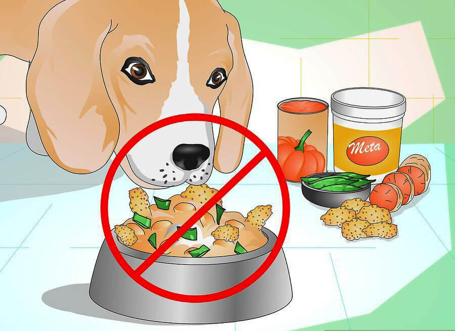 Почему собаку нельзя кормить едой со стола?