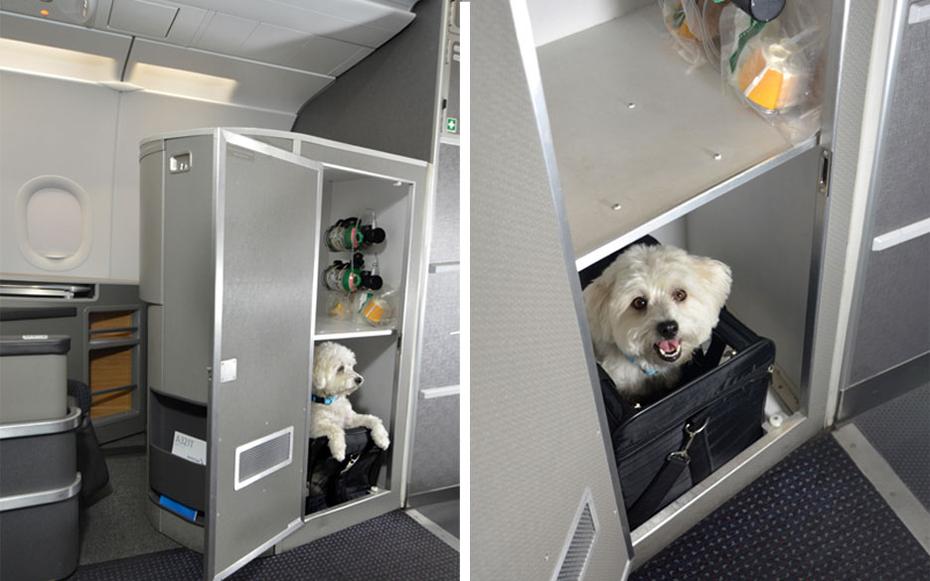 Как провезти собаку в поезде. Отсек для животных в самолете. Багажный отсек для животных. Багажный отсек для животных в самолете. Отсек для собак в самолете.