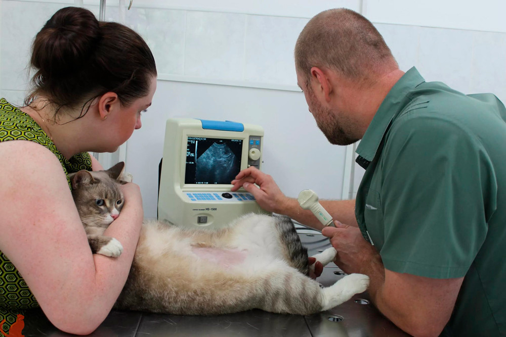 Заболевания мочеполовой системы у кошек и котов