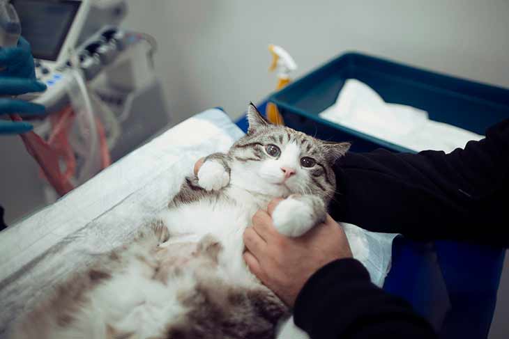 Коты когда умирают забирают болезни хозяев