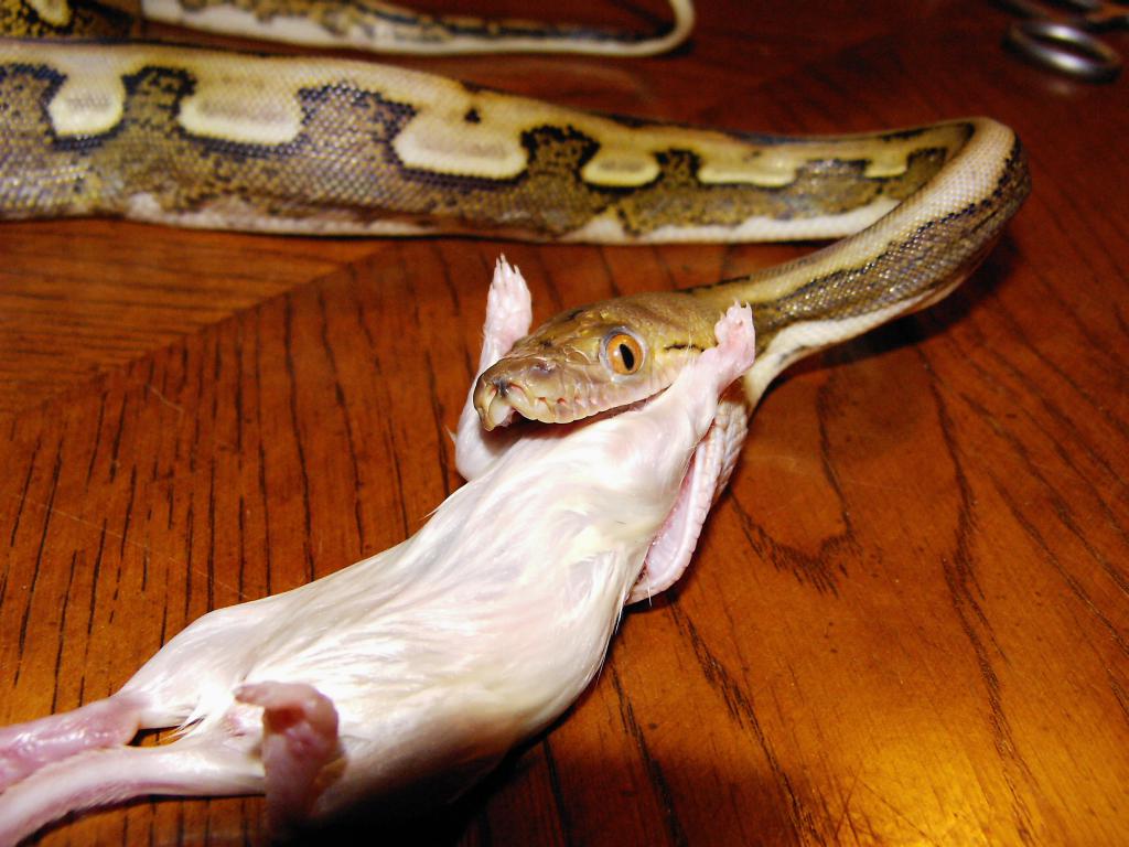 Как ухаживать за шаровидным питоном. питон королевский нормал (python regius) кормление королевского питона