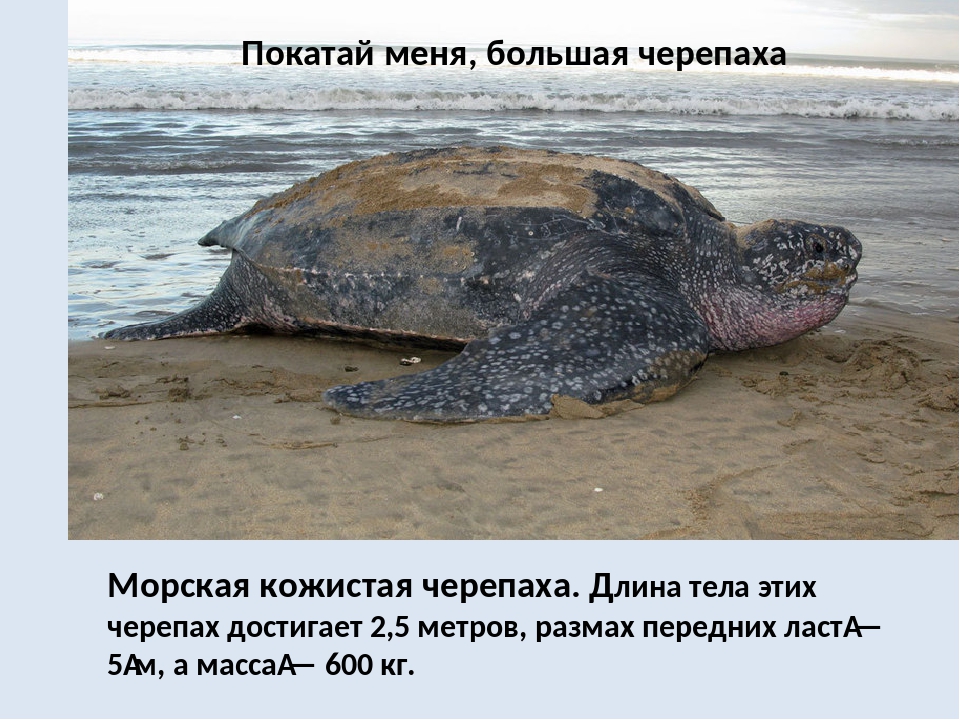 Черепаха