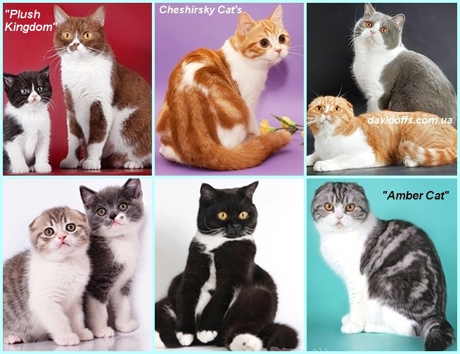 Разнообразие окрасов ориентальных кошек