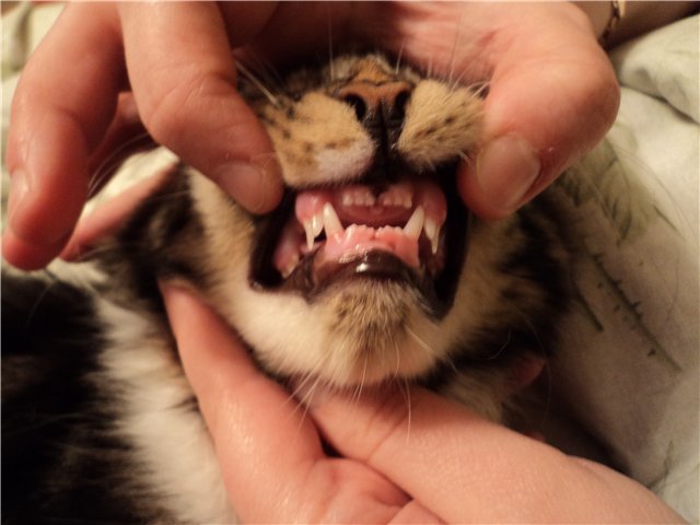 ⭐ заболевания зубов у кошек. причины и симптомы. профилактика болезней.
