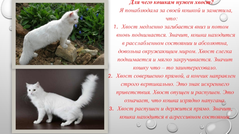 Зачем животным нужен хвост? предназначение хвоста