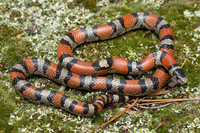 Калифорнийская поперечнополосатая змея (альбинос). королевские или молочные змеи калифорнийская королевская змея ядовитая или нет