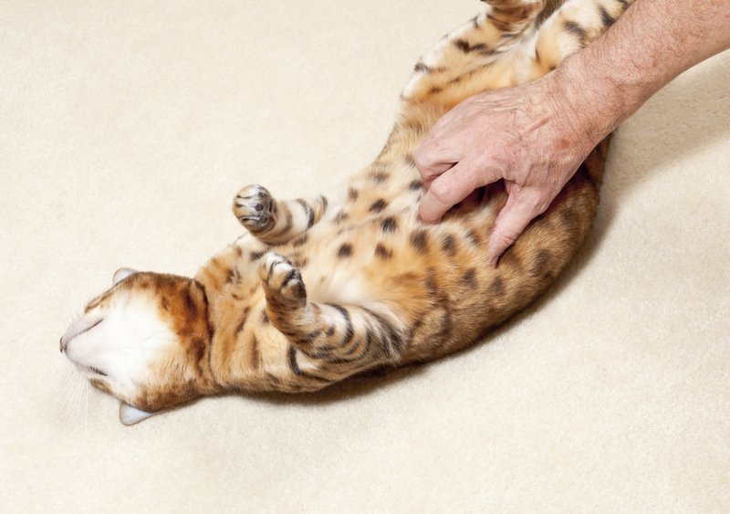 Что значит когда кот мнет лапами. зачем кошки мнут лапами одеяло