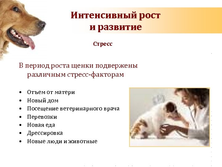 Порода собак мопс: здоровье, особенности содержания, плюсы и минусы породы | блог ветклиники "беланта"