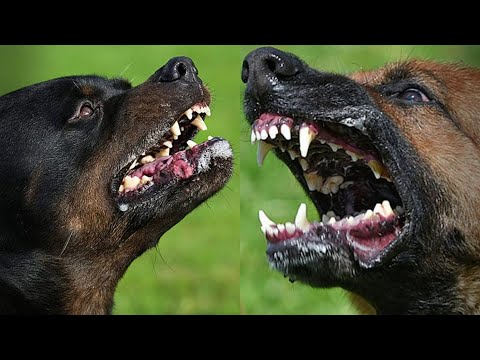 ᐉ у какой породы собак самый сильный прикус? - zoomanji.ru