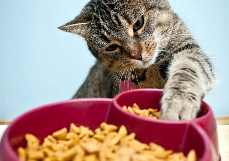 Котенок не ест сухой корм: причины, чем кормить питомца