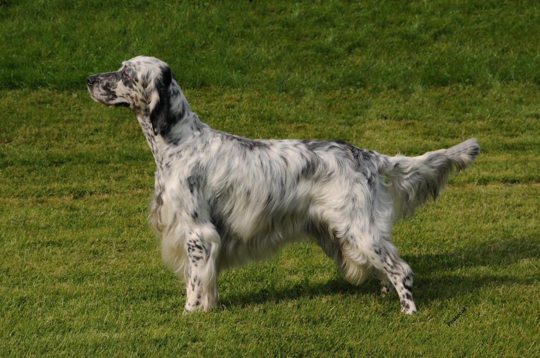 Английский сеттер: описание породы, характер собаки и щенка, фото, цена