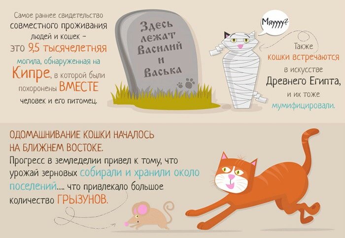 20 интересных фактов про котов, прикольные картинки и видео про кошек