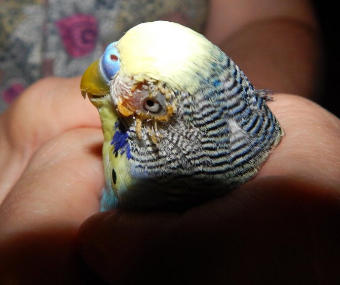 Симптомы и лечение клеща у волнистого попугая | блог ветклиники "беланта"