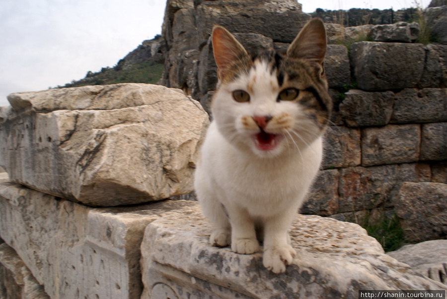Ориентальная кошка (200 фото):  стандарты с точным описанием породы кошек (сколько живет, какой характер и окрас шерсти)