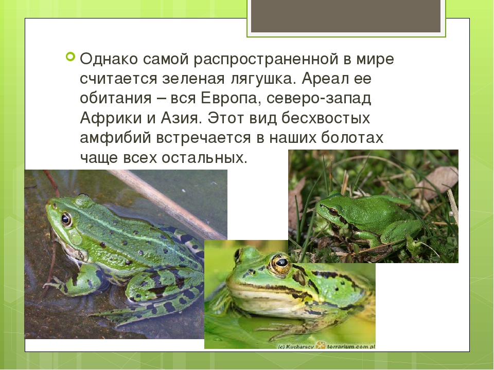 Жаба гостроморда, або жаба болотяна