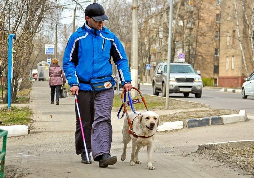 Собака поводырь для слепых: топ-10 лучших пород с названиями и фото