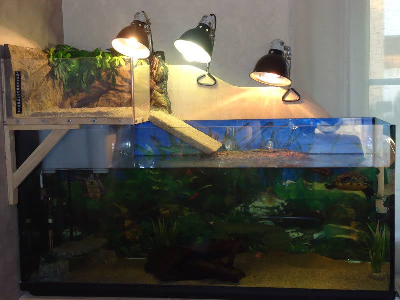 Аквариум для красноухой черепахи: как обустроить аквариум