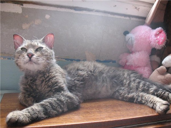 Сфинкс и обычная кошка помесь фото