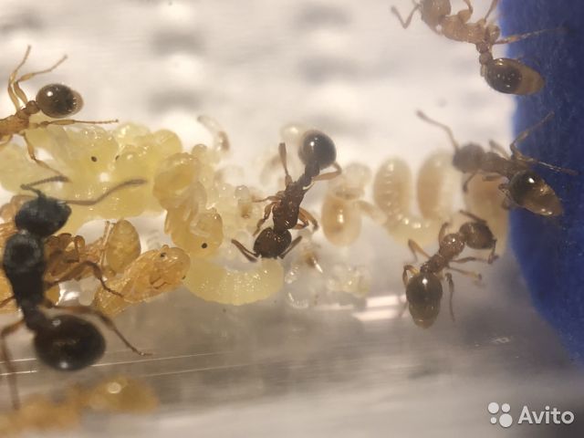 Camponotus lameerei: описание, содержание, кормление, уход