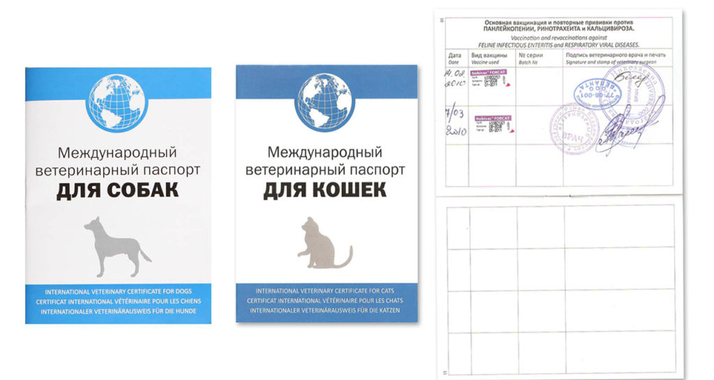 Ветеринарный паспорт для кошек и правила заполнения