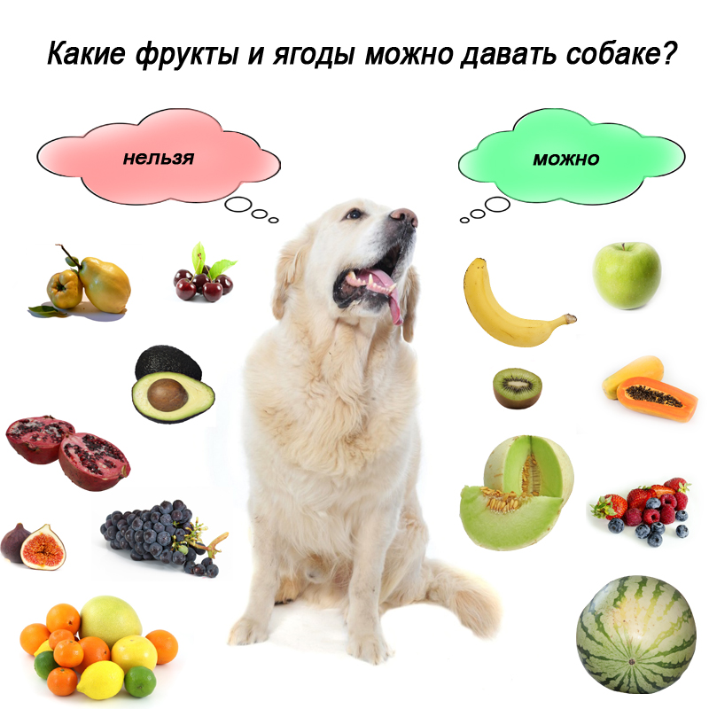 Натуральное кормление собак: плюсы и минусы, разрешенные и запрещенные продукты, режим кормления, меню на неделю