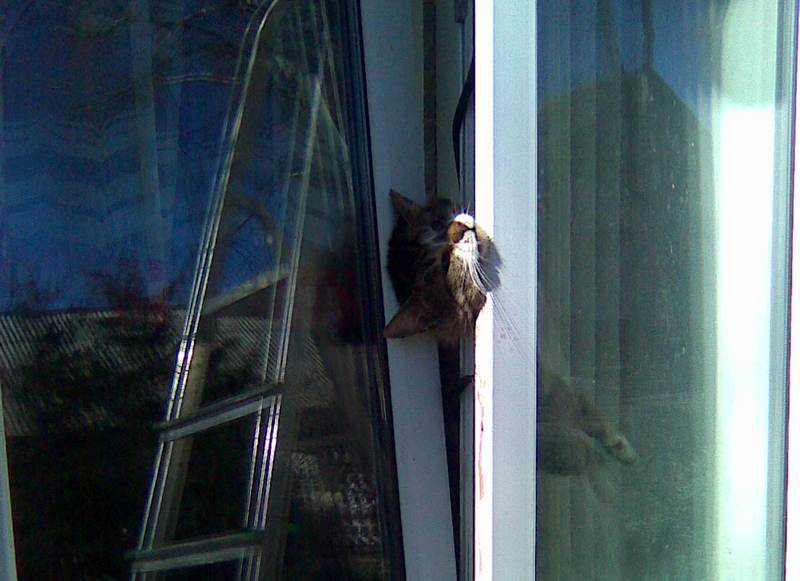 Кошка выпала из окна — что делать? как помочь животному