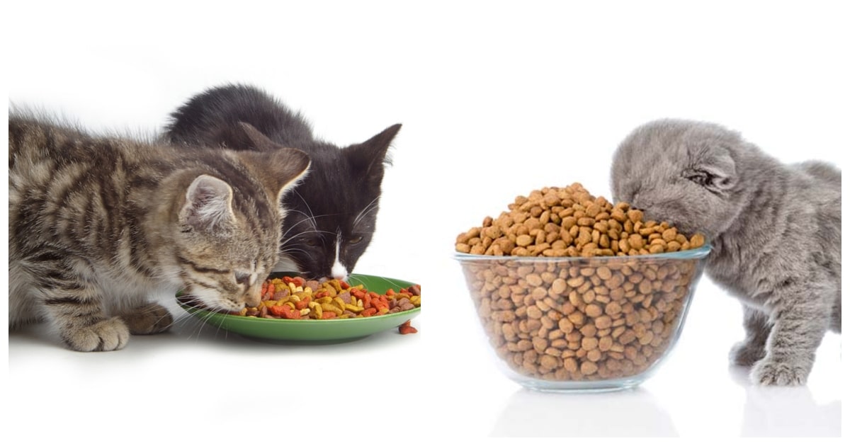 12 лучших кормов для кошек с чувствительным пищеварением - рейтинг 2021