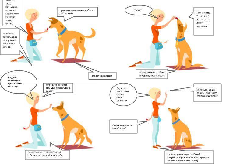 Основные понятия дрессировки домашних собак