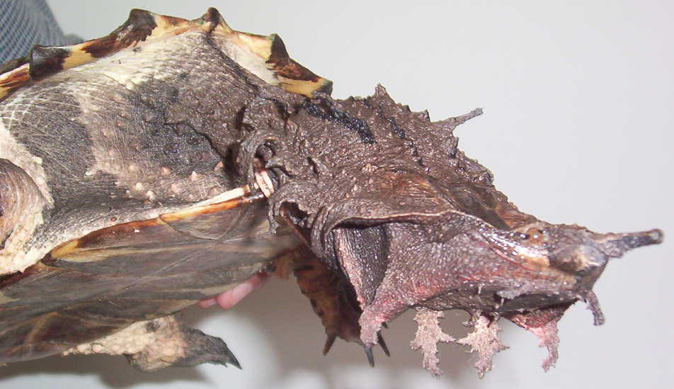 Бахромчатая черепаха матамата (chelus fimbriatus)