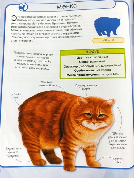 Пиксибоб (43 фото): описание породы кошек. особенности питания котят. вес взрослого кота