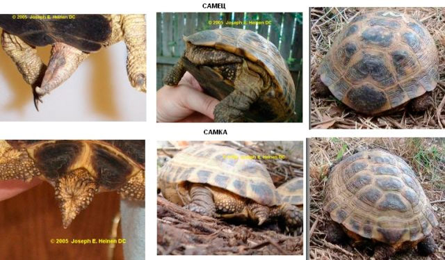 Как определить пол у красноухих черепах