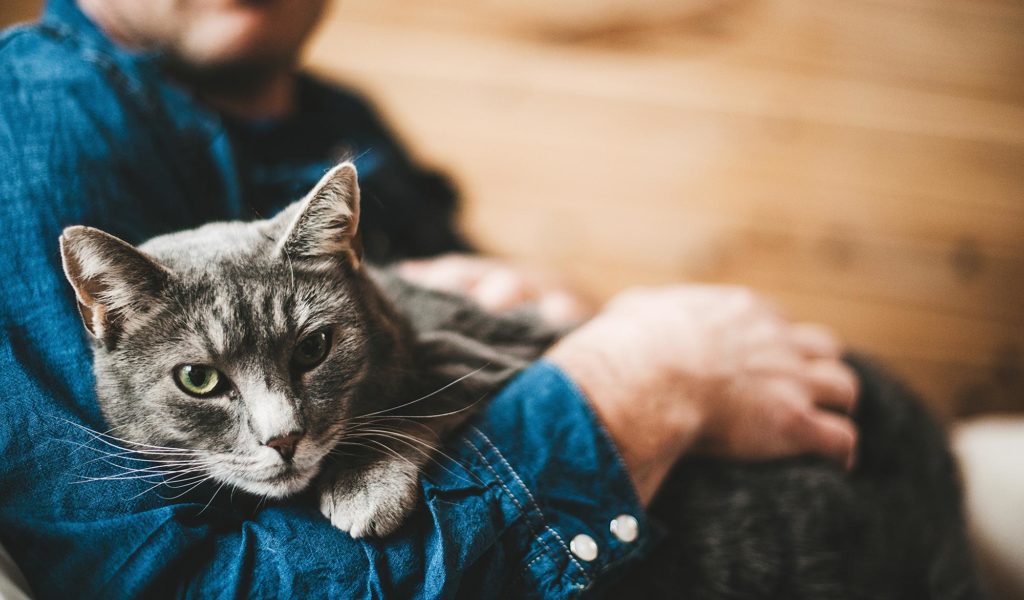Любят ли кошки своих хозяев и как выражают свою любовь
