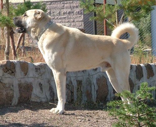 Алабай (88 фото): характеристика породы среднеазиатской овчарки, особенности ухода за щенками и взрослыми собаками, отзывы владельцев