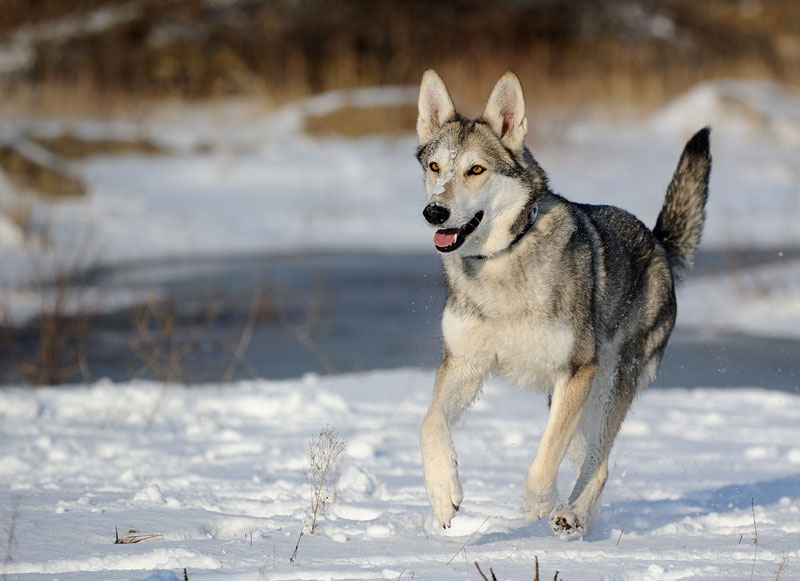 Волкособы: описание, характер, цена и фото собаки-волка