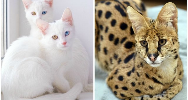 Самые дорогие коты в мире: фото и цены