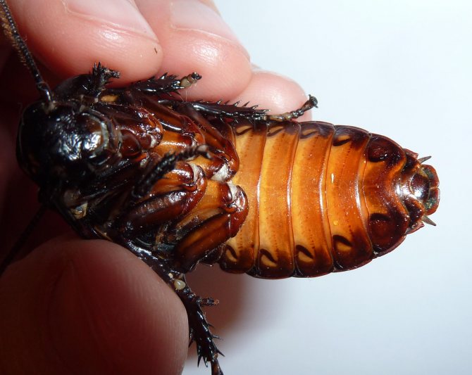 О жизни мадагаскарских шипящих тараканов и их содержании в домашних условиях