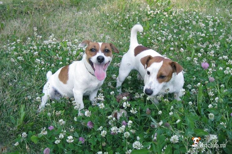 Почему собаки едят траву на улице