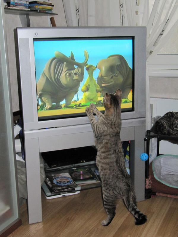 Мешает ли кошке звук телевизора