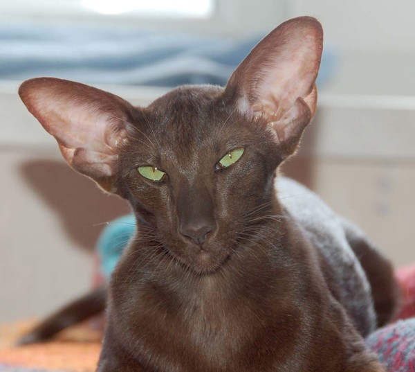 Как называются кошки с большими длинными ушами и вытянутым носом: фото и названия пород