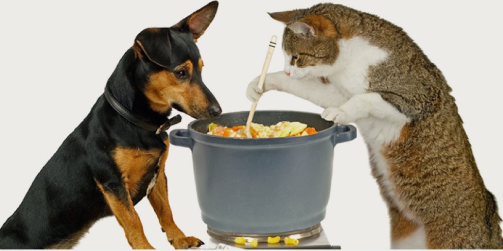 Особенности питания и кормов для беременных и кормящих кошек | hill's pet