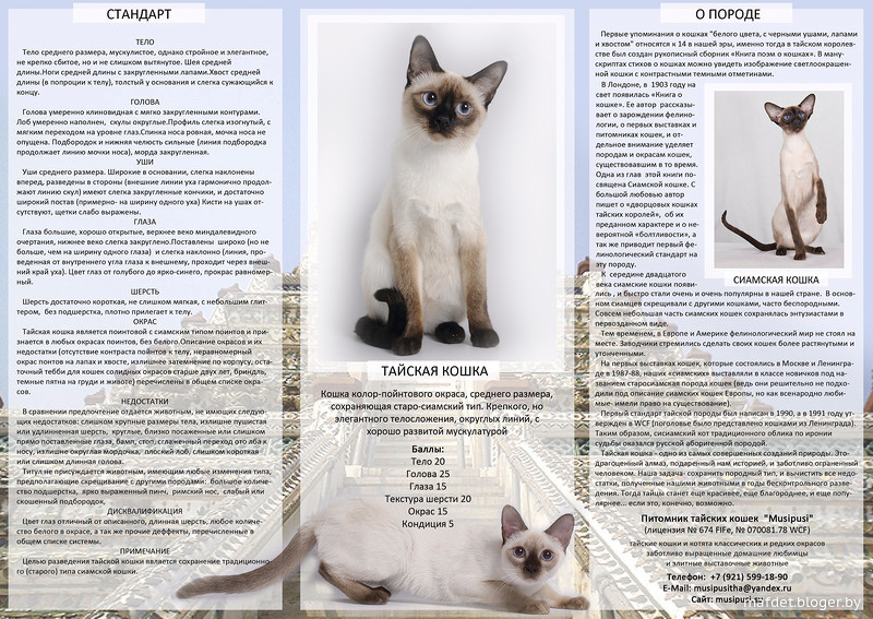 Какие главные сходства и отличия у тайской и сиамской кошек - мир кошек
