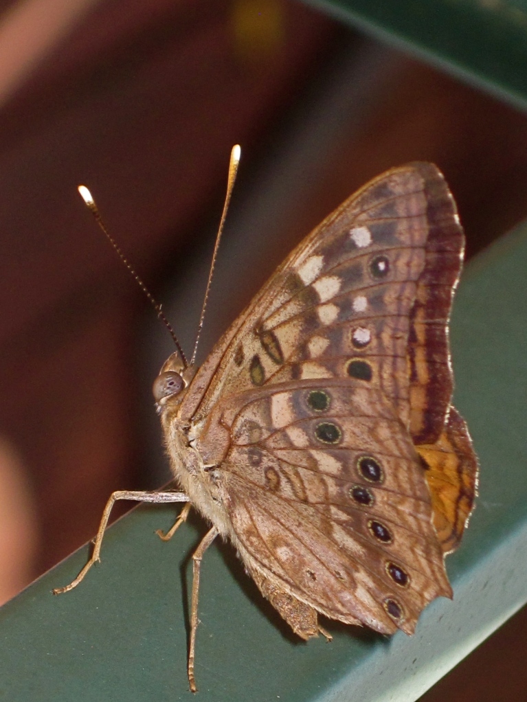 Бабочка переливница - описание, среда обитания, виды