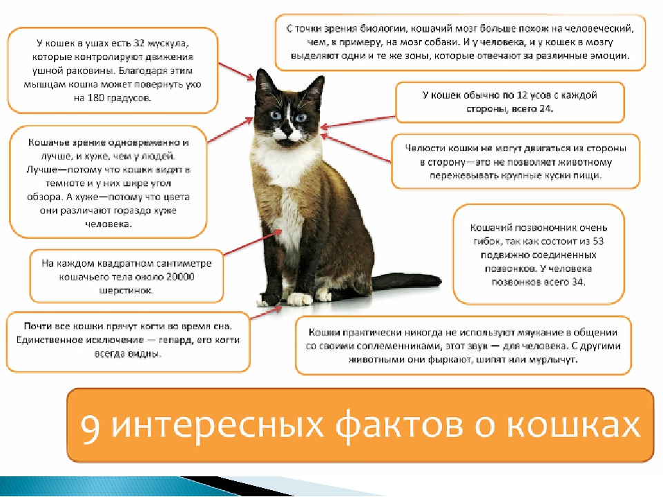 Как подружить двух котов или кошек: советы и важные нюансы