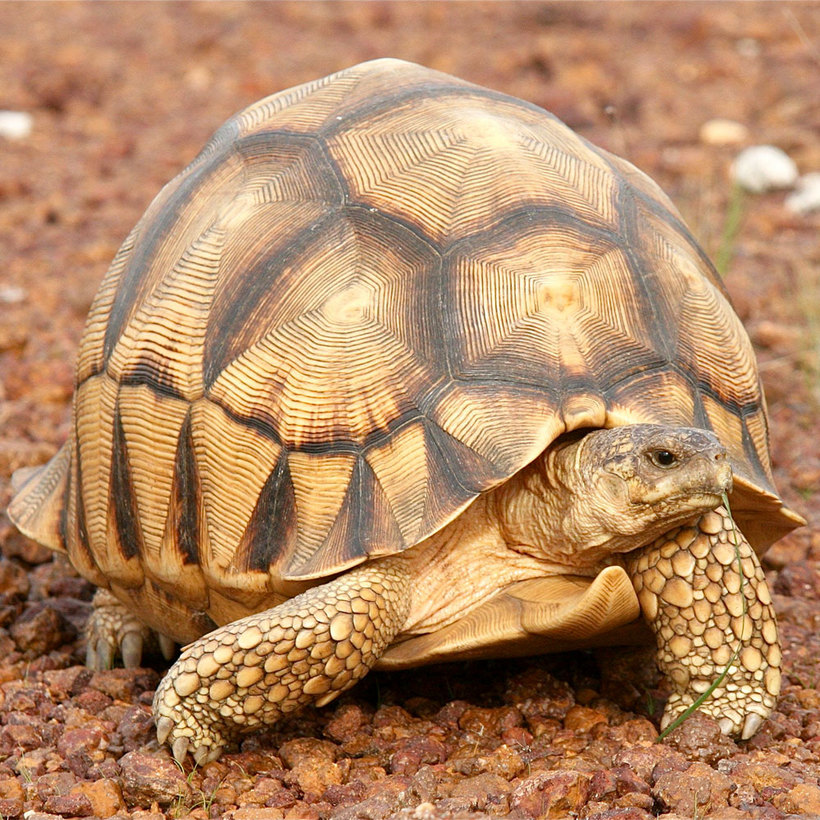 Самые красивые черепахи в мире (40 фото)
