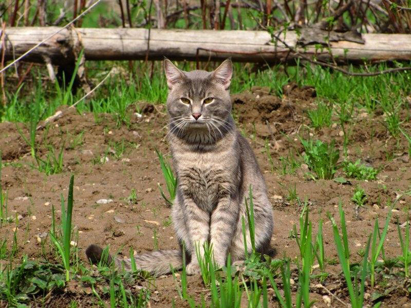 Что делать если пропал кот в поселке. как найти пропавшую кошку. подготовка к поискам - новая медицина