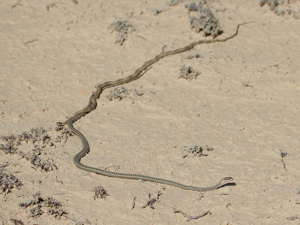 Змея-стрела: описание вида и его особенности. стрела-змея стрела-змея - psammophis lineolatus brandt